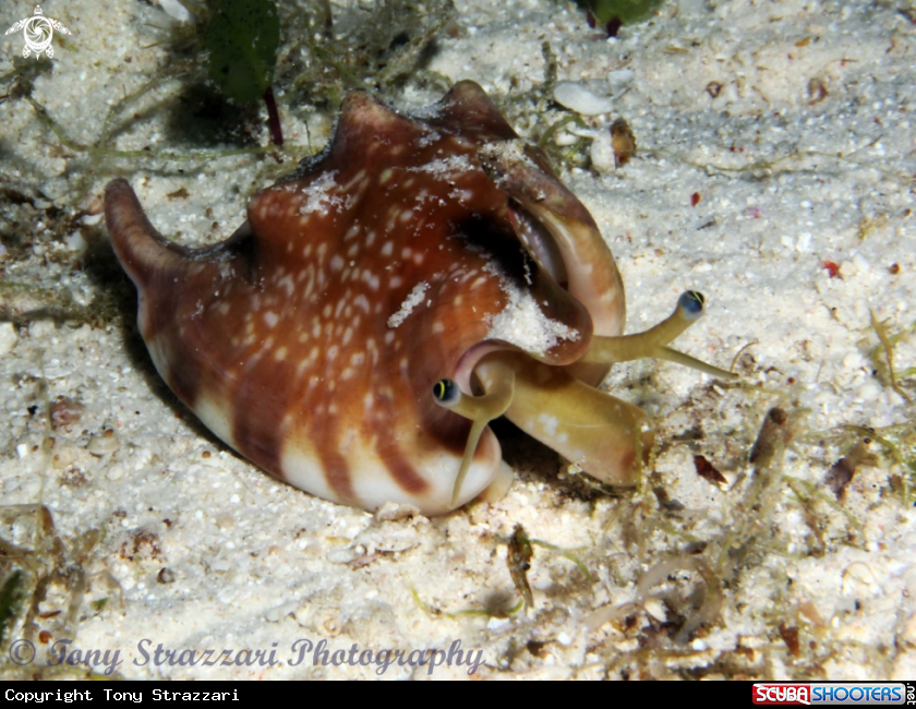 A Bubble conch