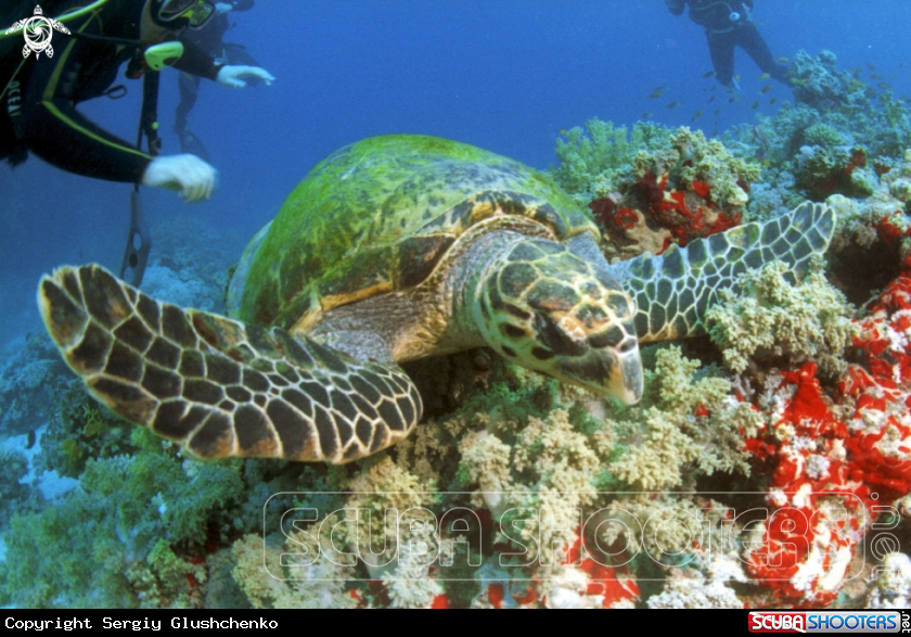A underwater creature
