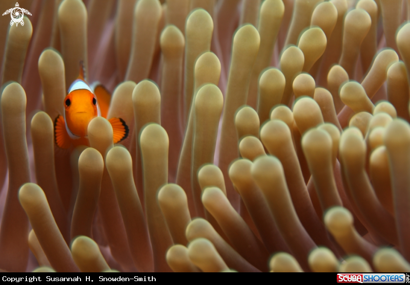 A Clownfish