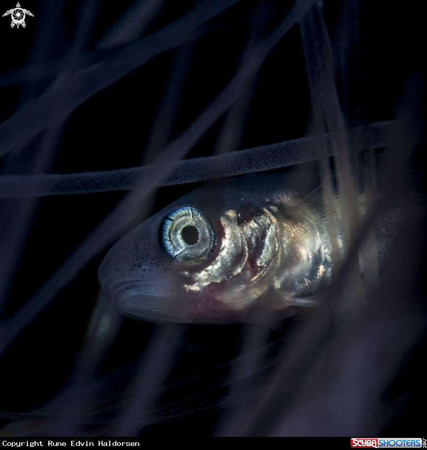 A Lionsmane jellyfish + whitting