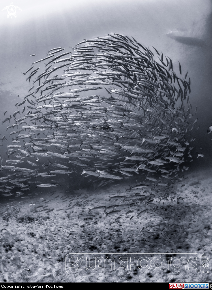A Chevron Barracuda