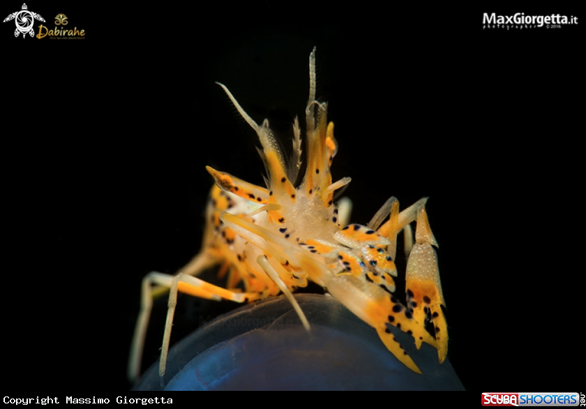 A tiger shrimp