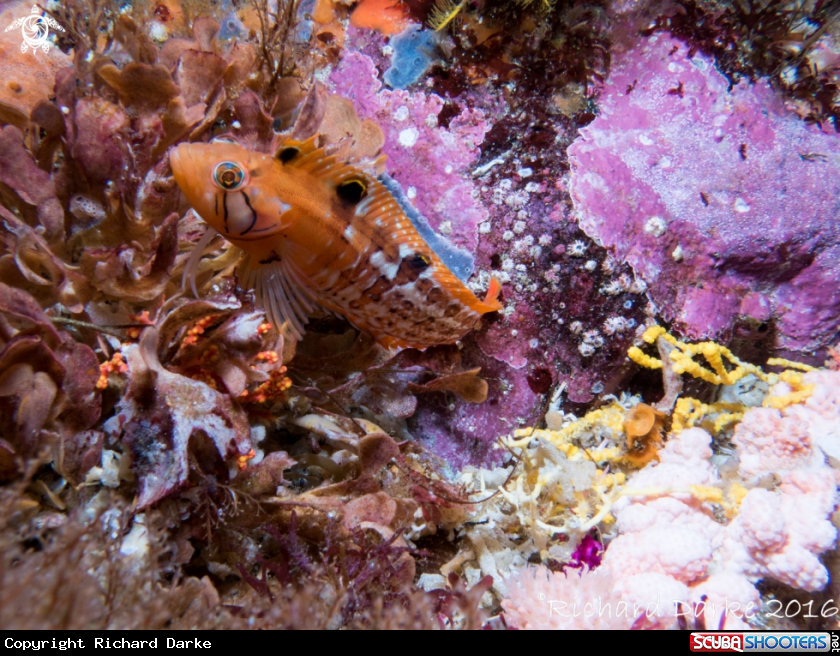 A Cape Triplefin