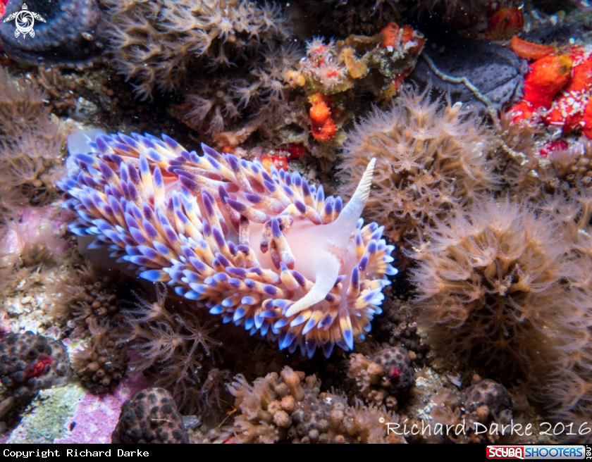 A Gas flame Nudibranch