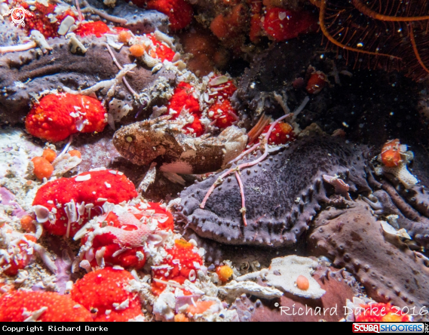 A Smoothskin Scorpionfish