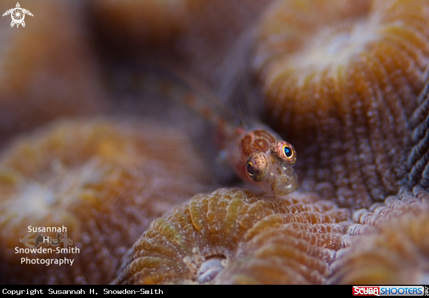 A Goby