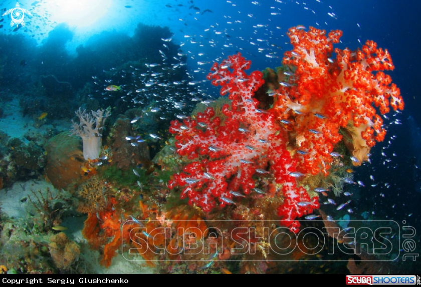 A underwater creature