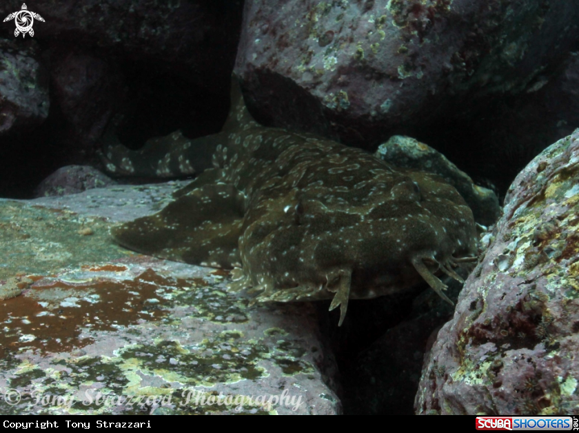 A Wobbegong