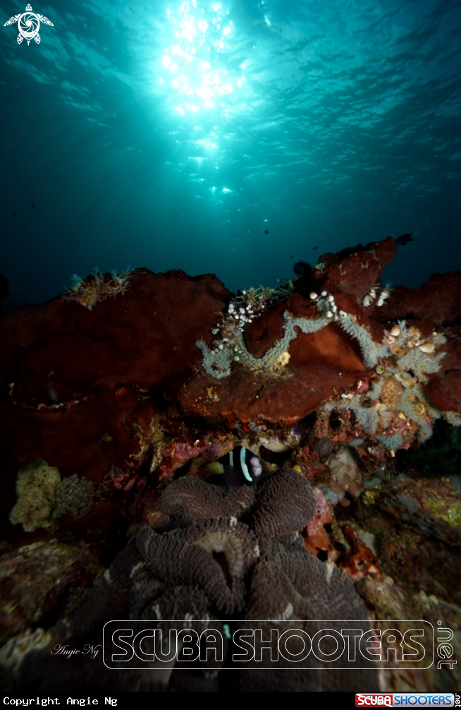 A Clarks Anemonefish