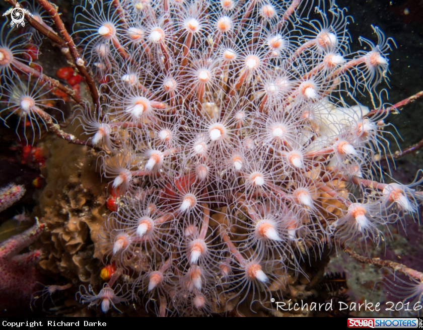 A Tubular Hydroid