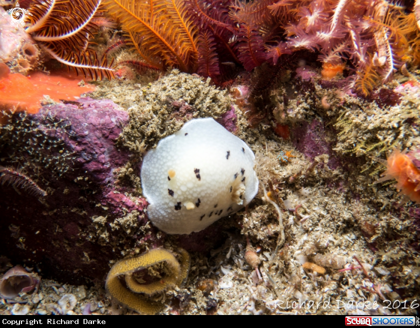 A Small-spot Dorid
