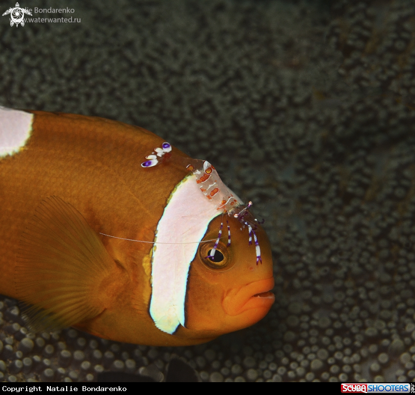 A Nemo fish and shrimp