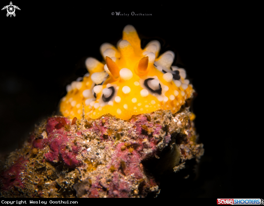 A Nudibranch