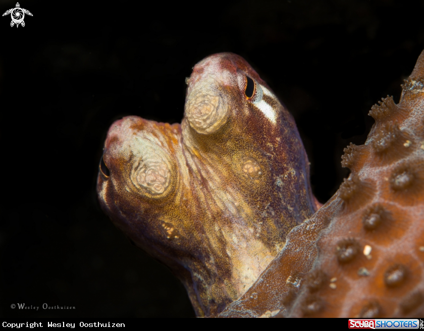A Octopus