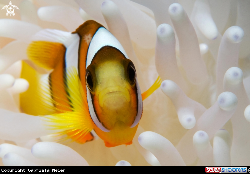 A Clownfish