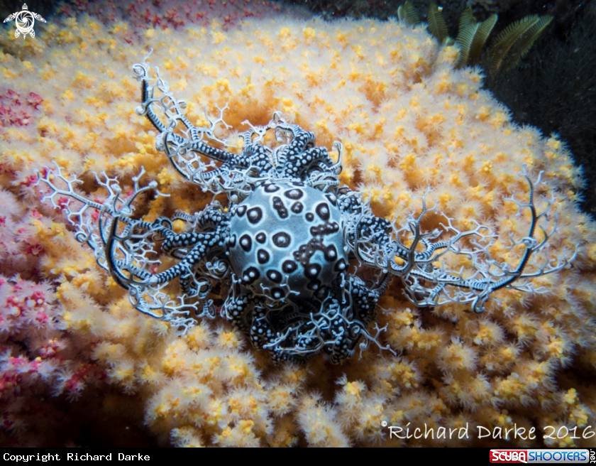 A Basket Star
