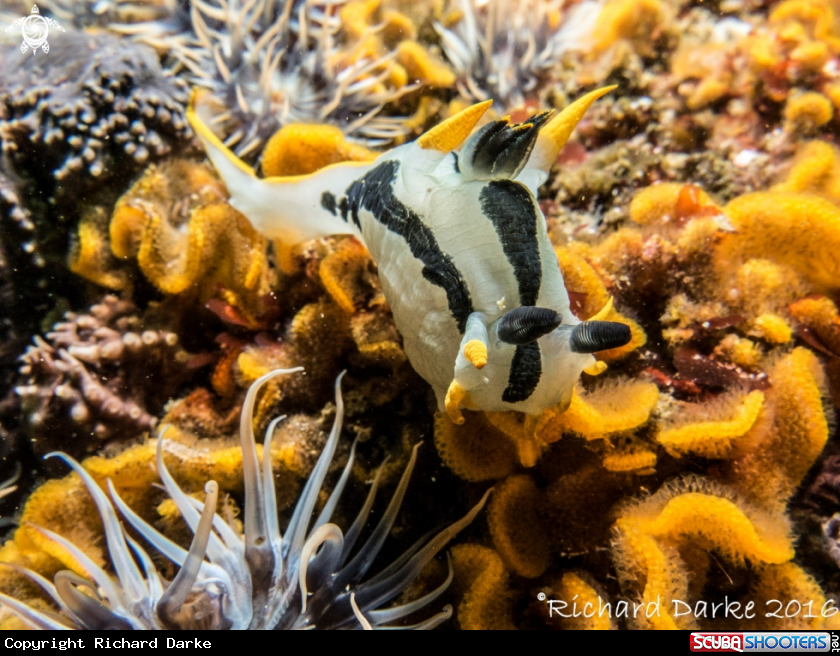 A Crowned Nudibranch
