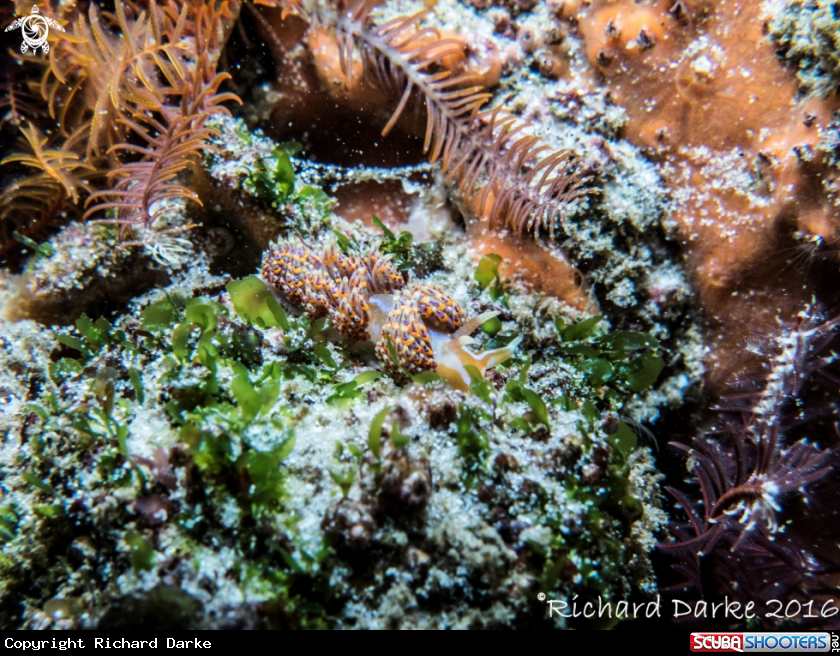 A Four-colour Nudibranch