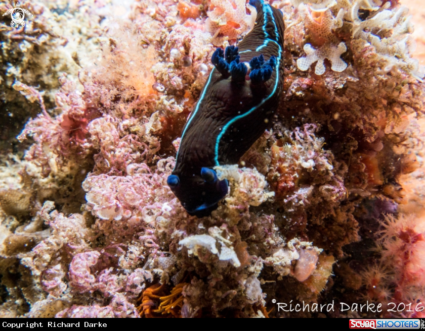 A Black Nudibranch