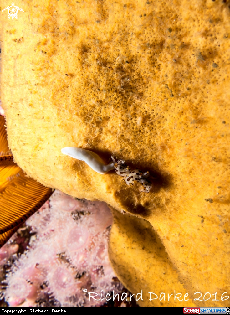 A Giraffe-spot Nudibranch