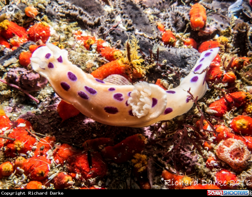 A Ink-spot Nudibranch