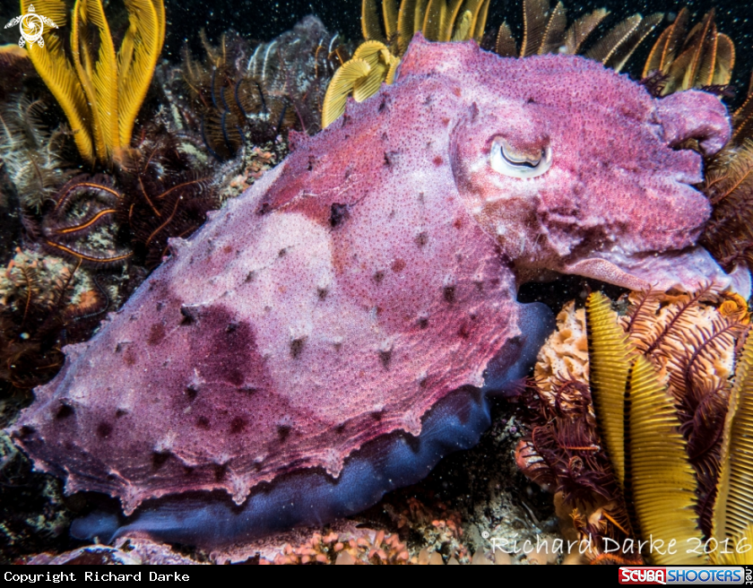 A Common Cuttlefish