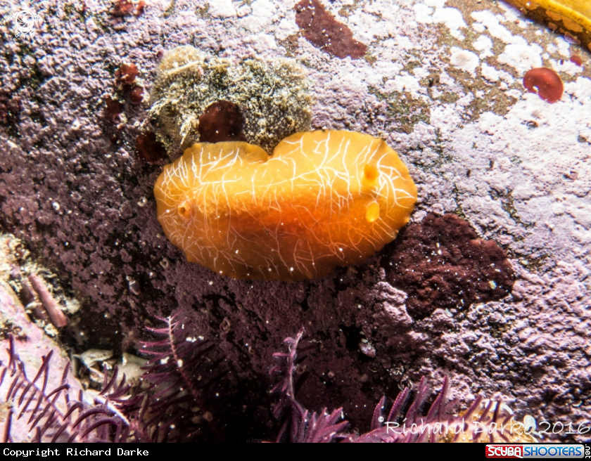 A Scribbled Nudibranch