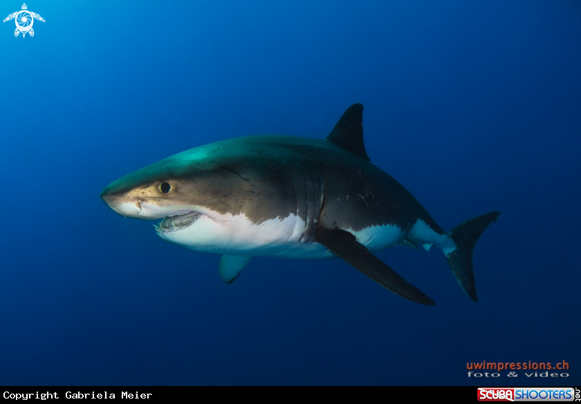 A White Shark