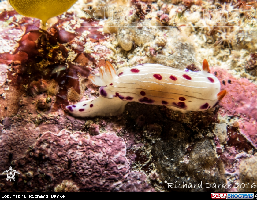 A Cape Dorid