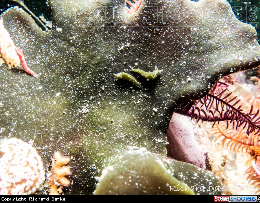 A Plant-sucking Nudibranch