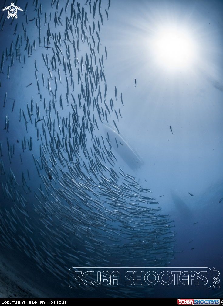 A Chevron Barracuda
