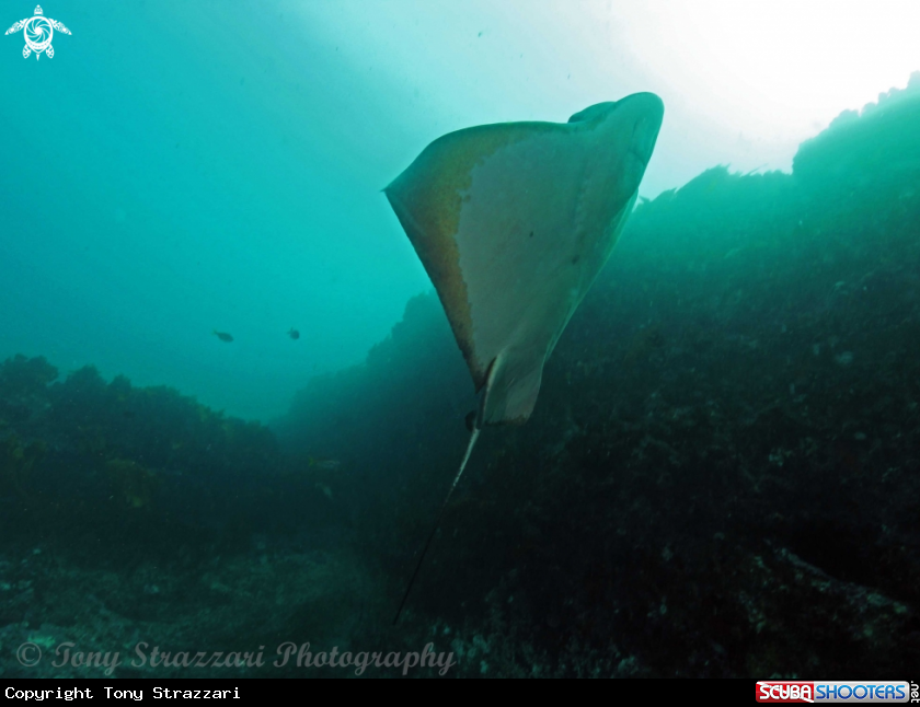 A Eagleray