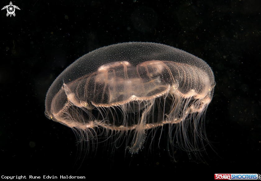 A Moon Jelly