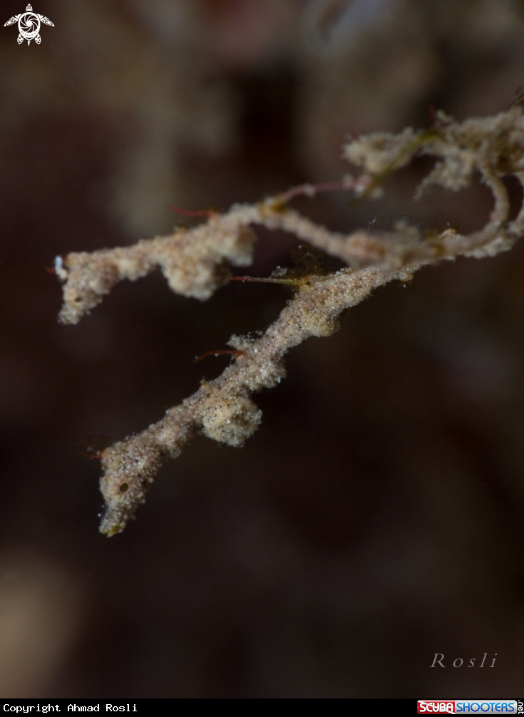 A Lembeh Seadragon