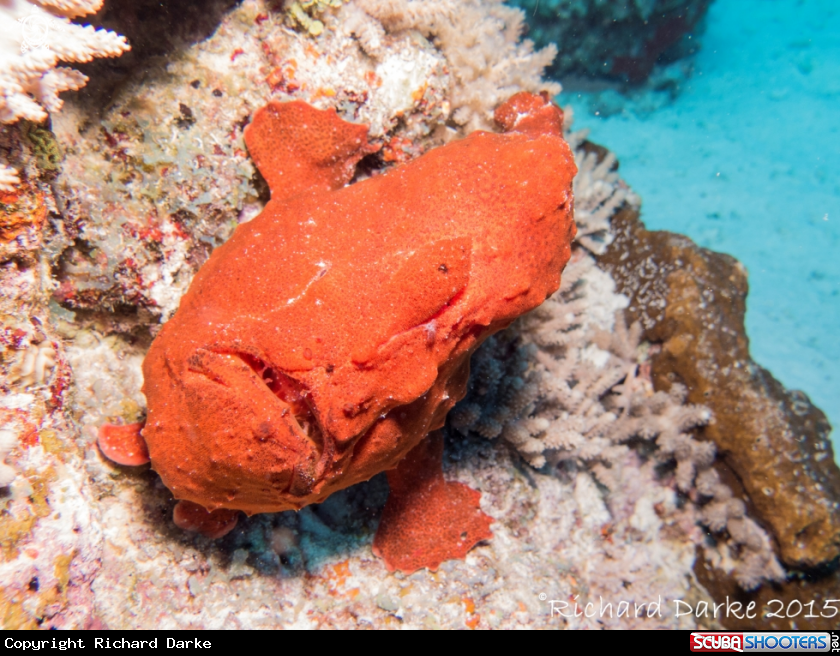 A Giant anglerfish