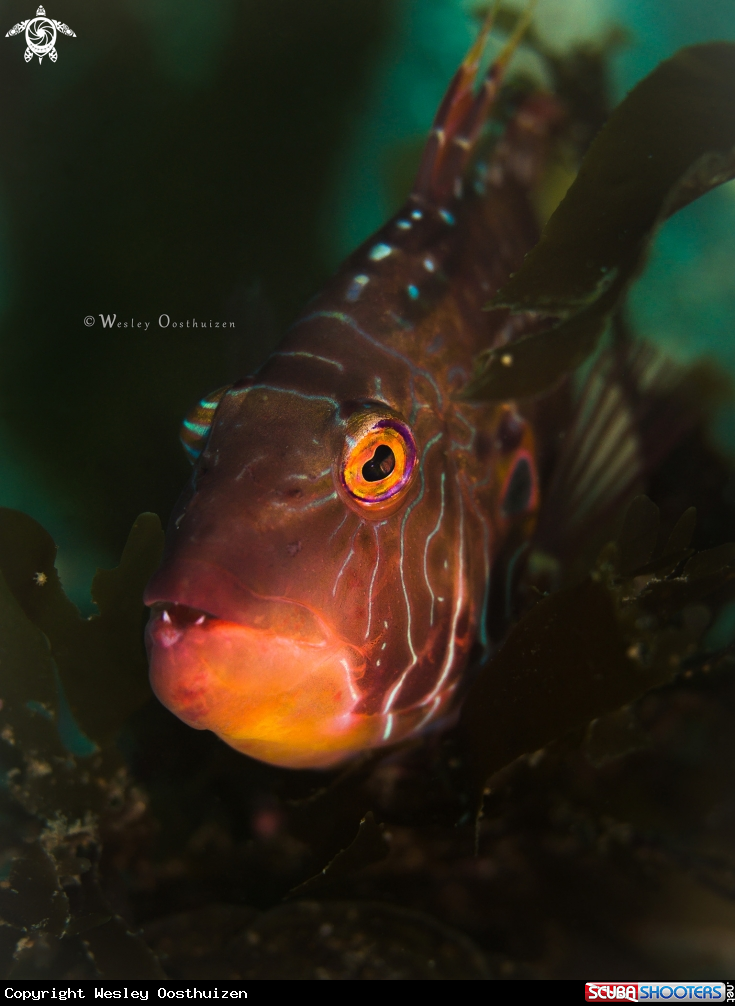 A Cocktail wrasse