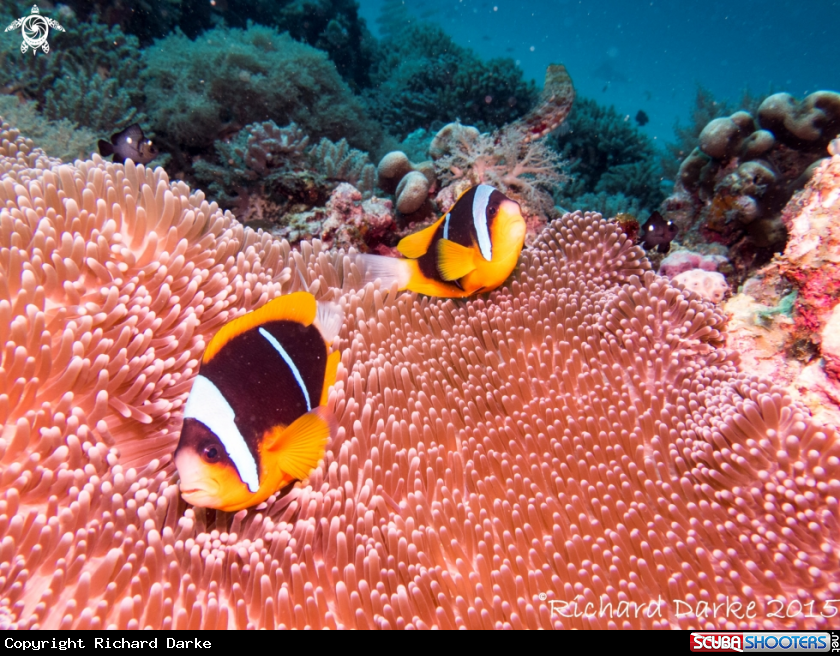 A Twobar Anemonefish