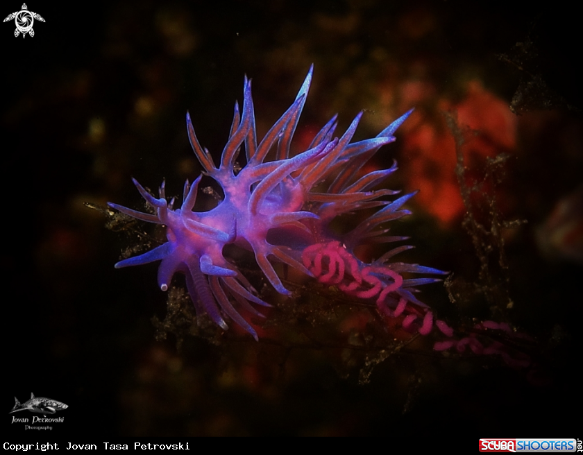 A Purple flabelina.
