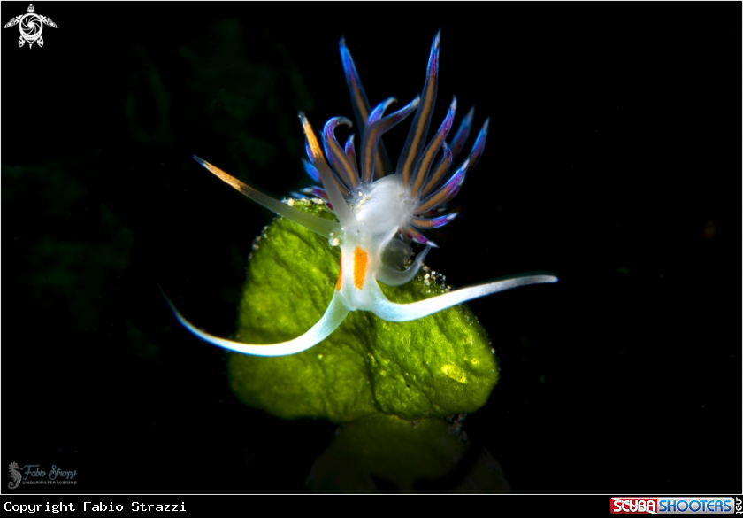 A Cratena Peregrina