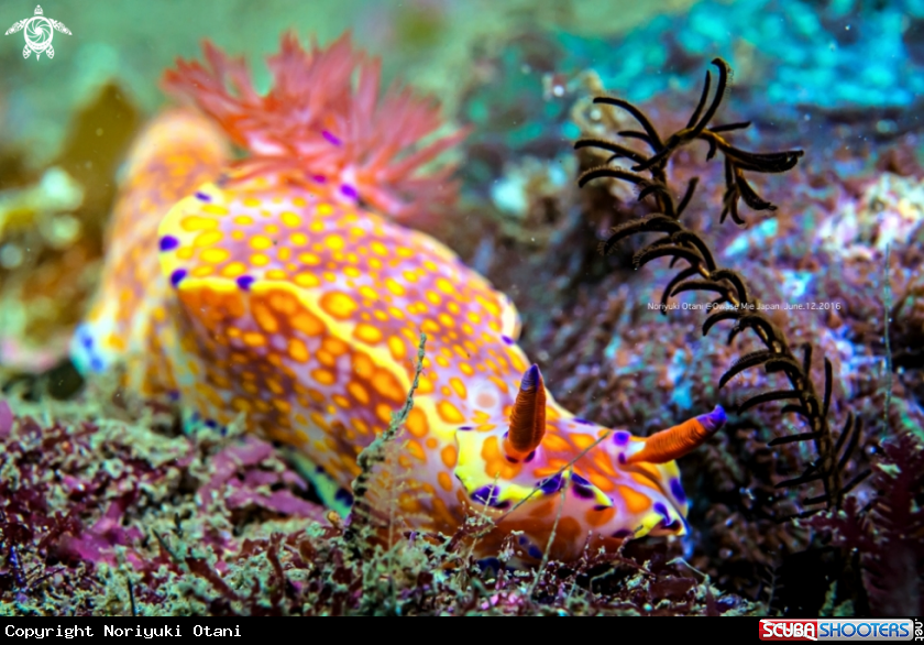 A nudi