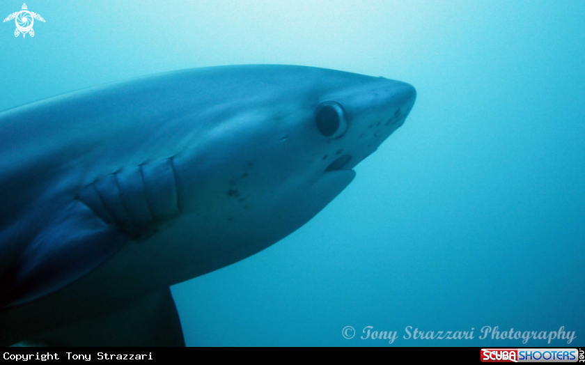 A Thresher shark