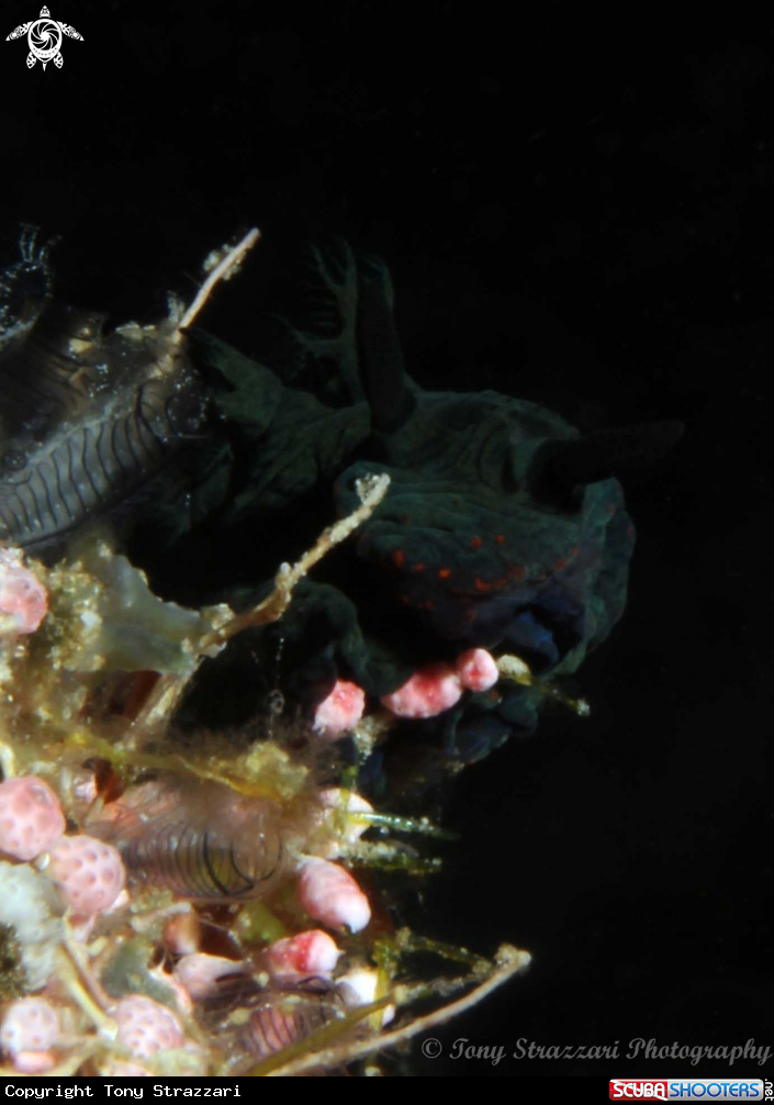 A Nembrotha milleri 