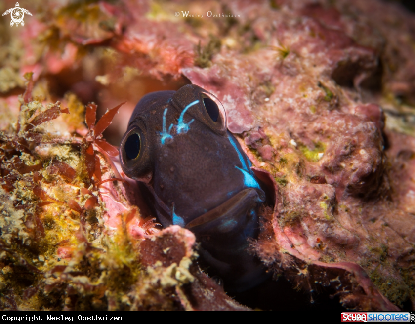 A Black Combtooth Blenny