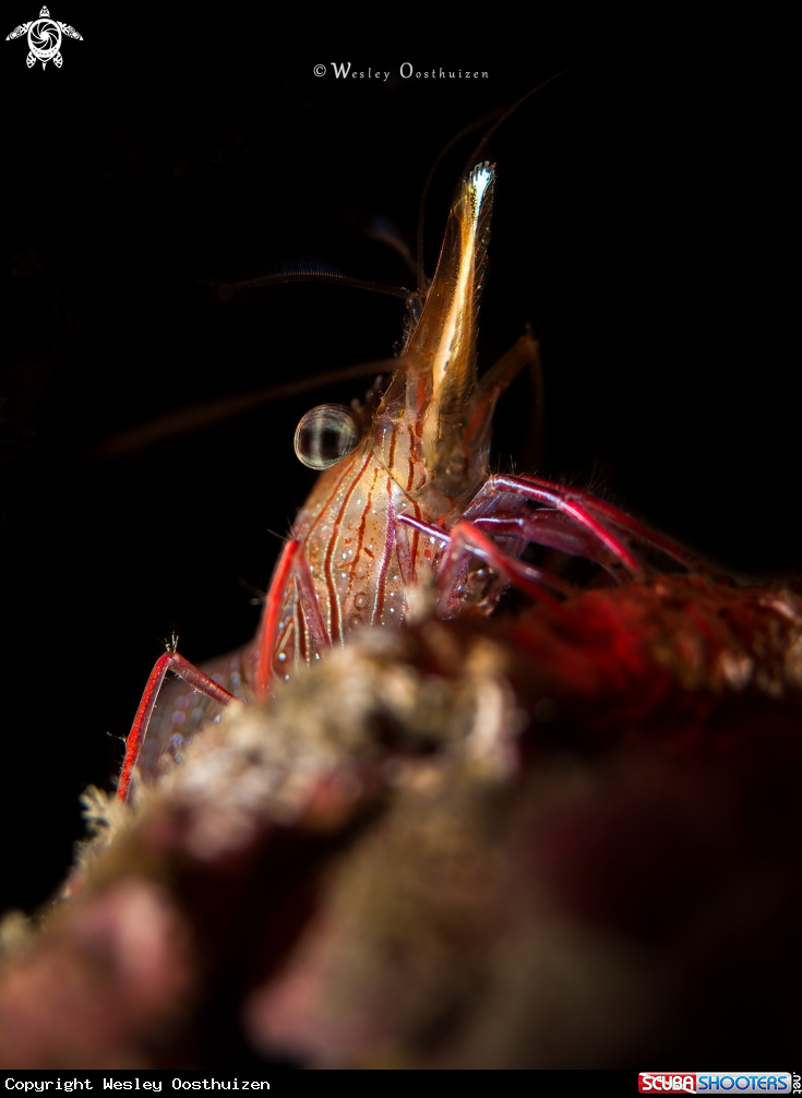 A Bruce's hinge-beak shrimp