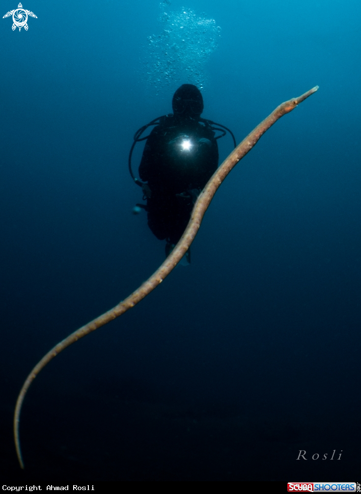 A Bend Stick Pipefish