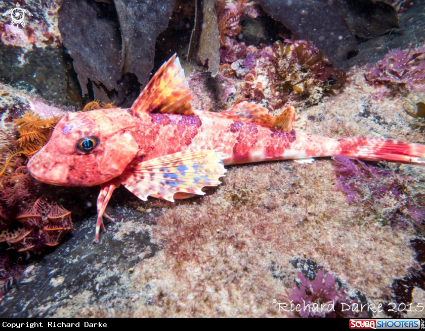 A Cape Gurnard