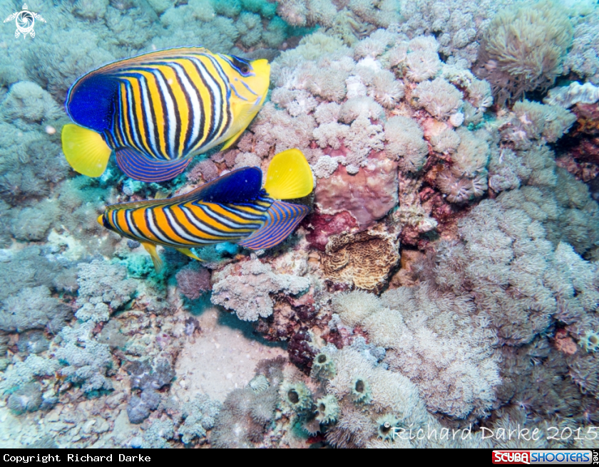 A Regal Angelfish