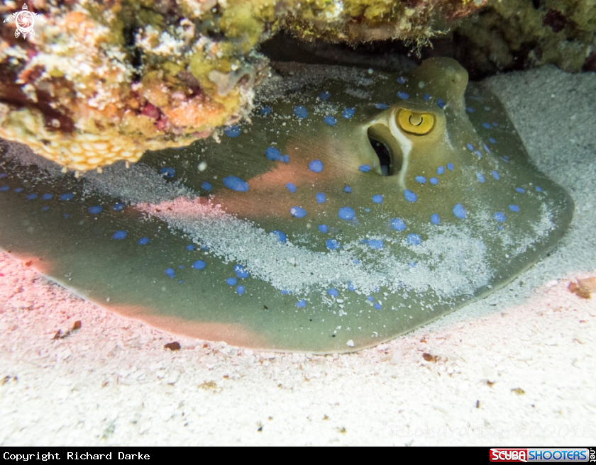 A Bluespotted Ribbontail Ray