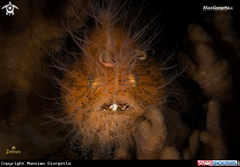 A hairy frogfish