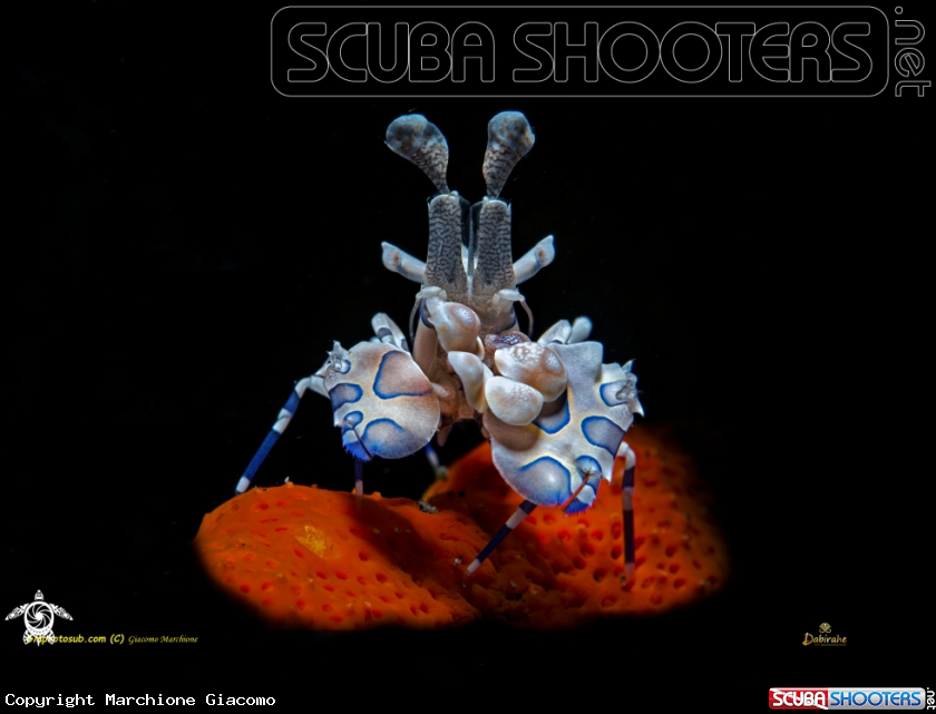 A Arlequin shrimp